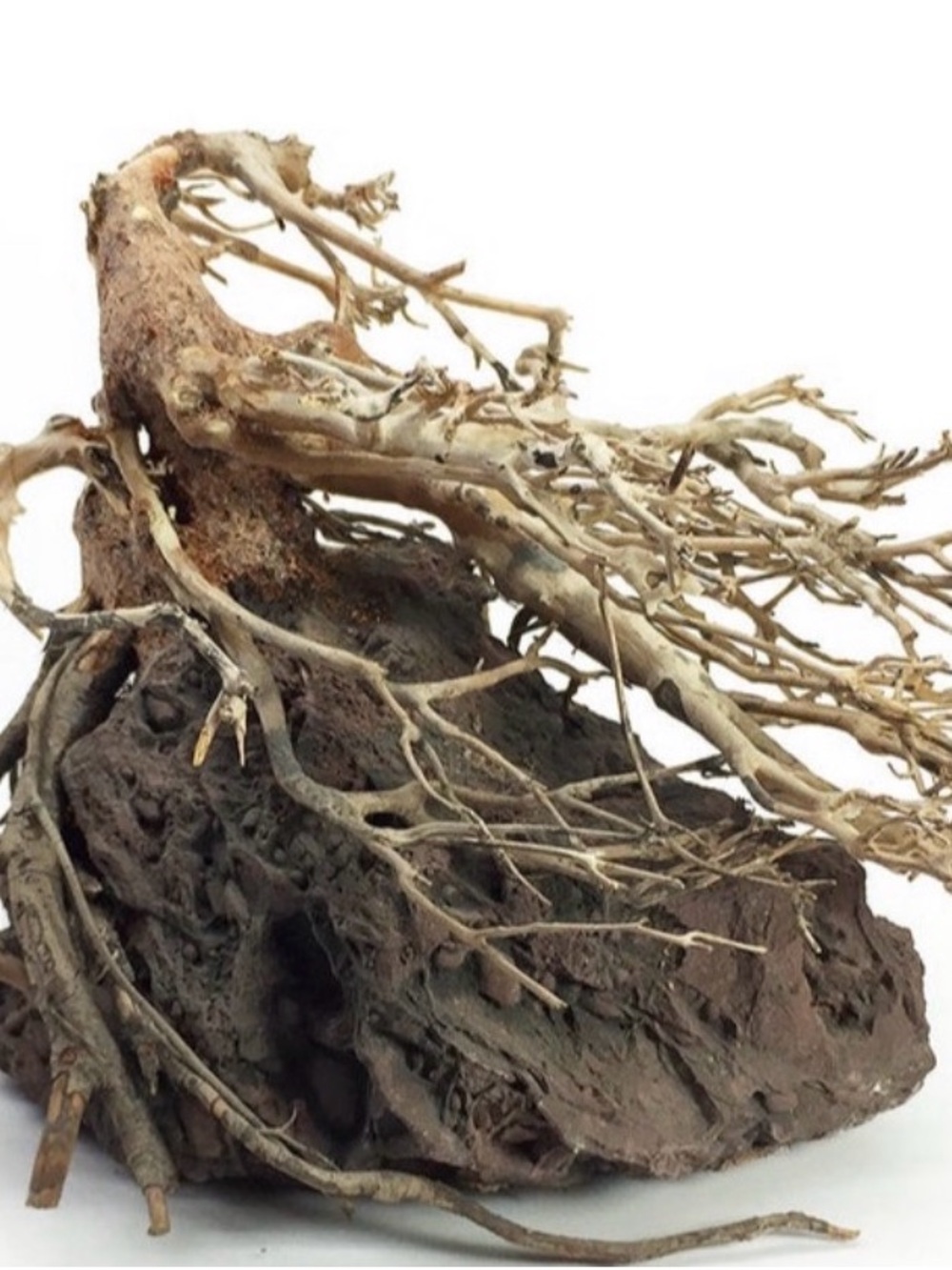 OOAK Dryad (HamaDryad) and two Wristguard Branching Arm Extensions | One Size - Picture 4 of 4